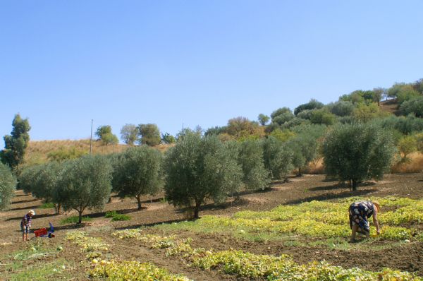 Archivio Notizie Corriere di Sciacca