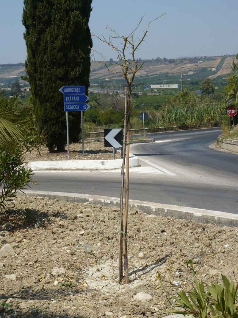 Archivio Notizie Corriere di Sciacca