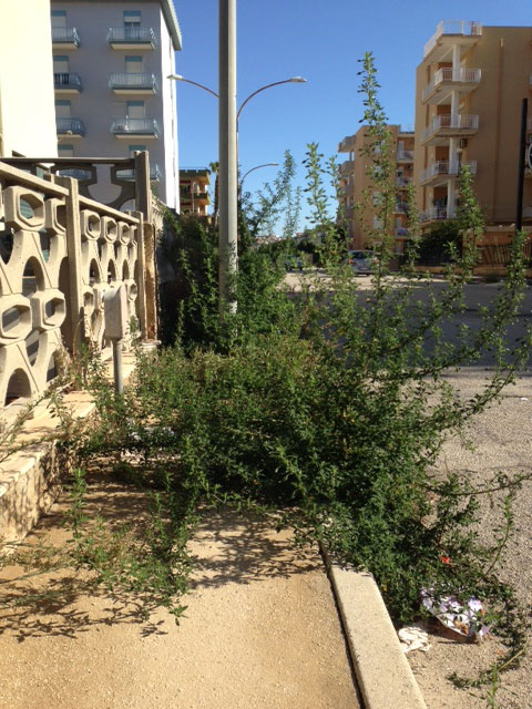 Archivio Notizie Corriere di Sciacca