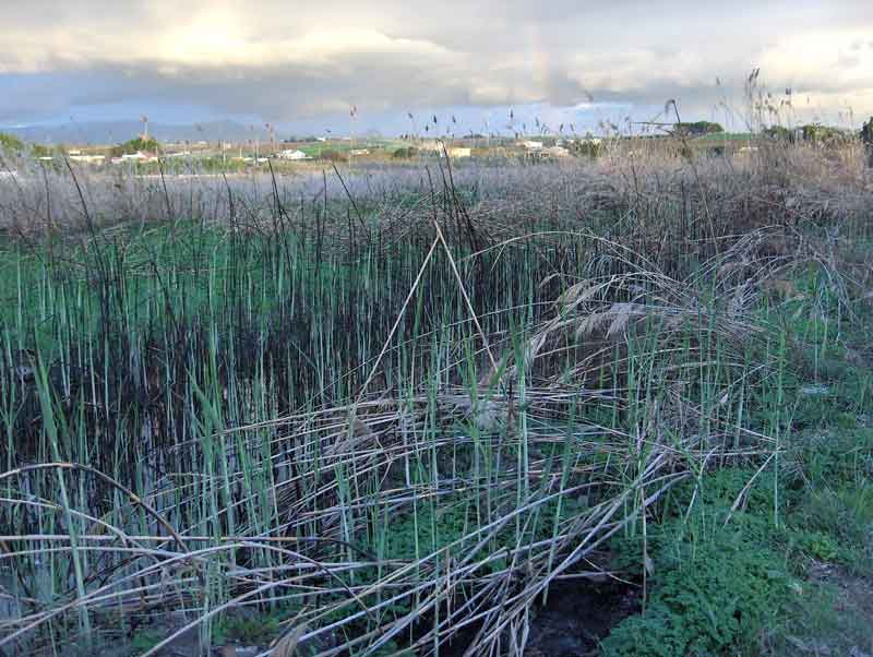 Archivio Notizie Corriere di Sciacca