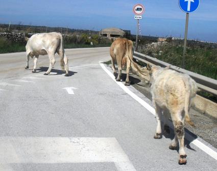 Archivio Notizie Corriere di Sciacca