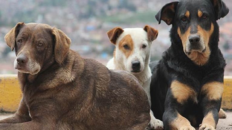 gela-cento-euro-a-chi-adotta-un-cane- 1270X720randagio