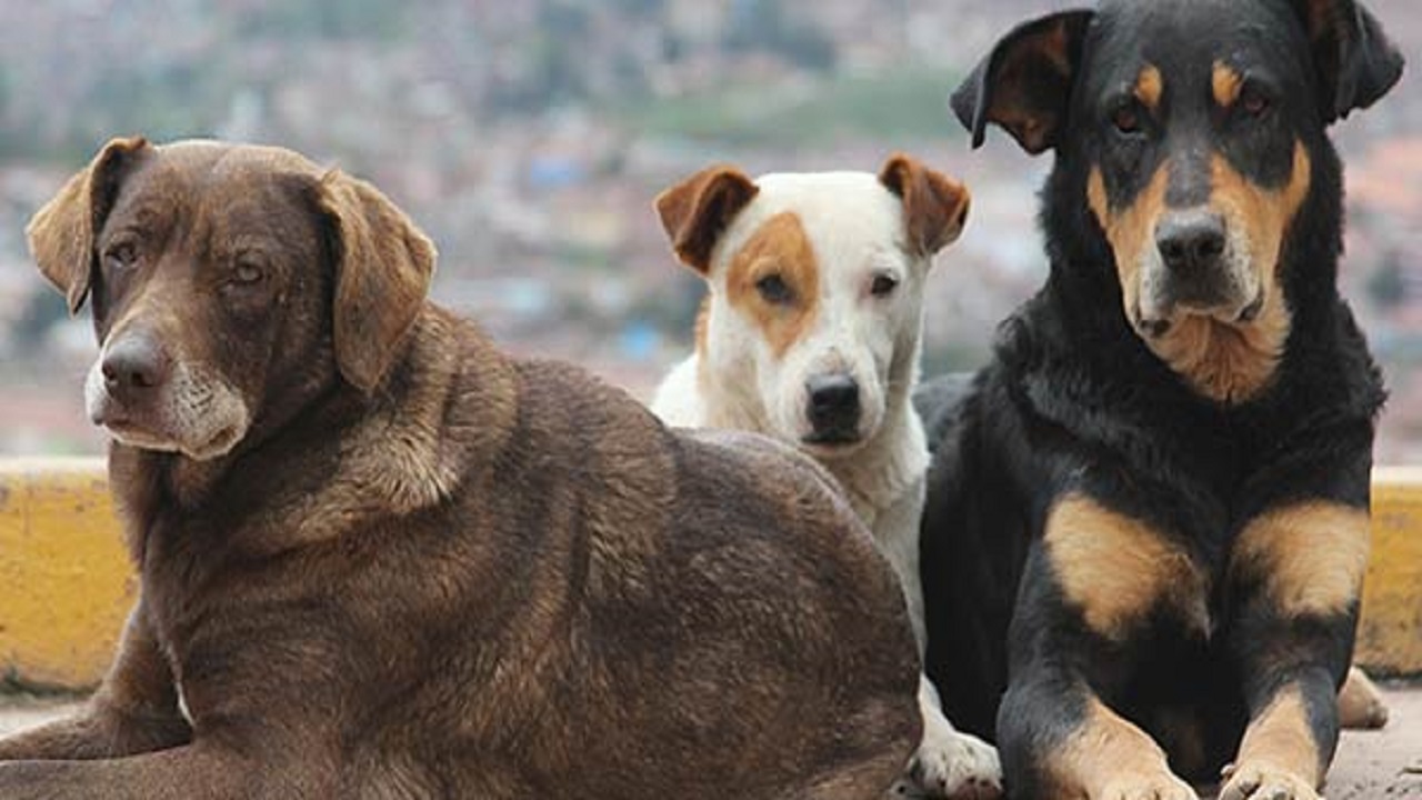 CANI UCCISI, CANI CHE AZZANNANO. STORIE DI RANDAGI