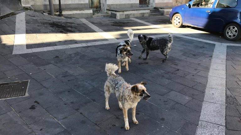 Cani-randagi-