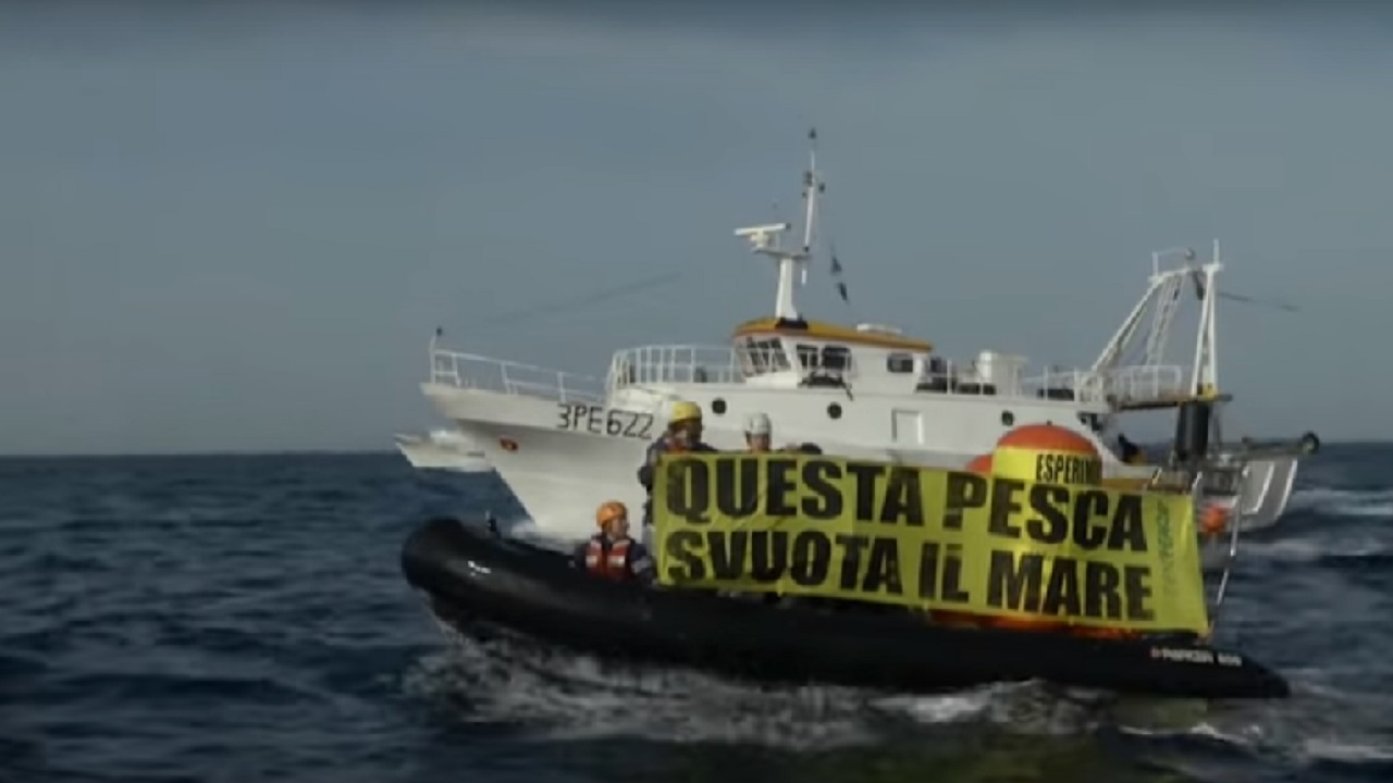 GREENPEACE PESCHERECCI