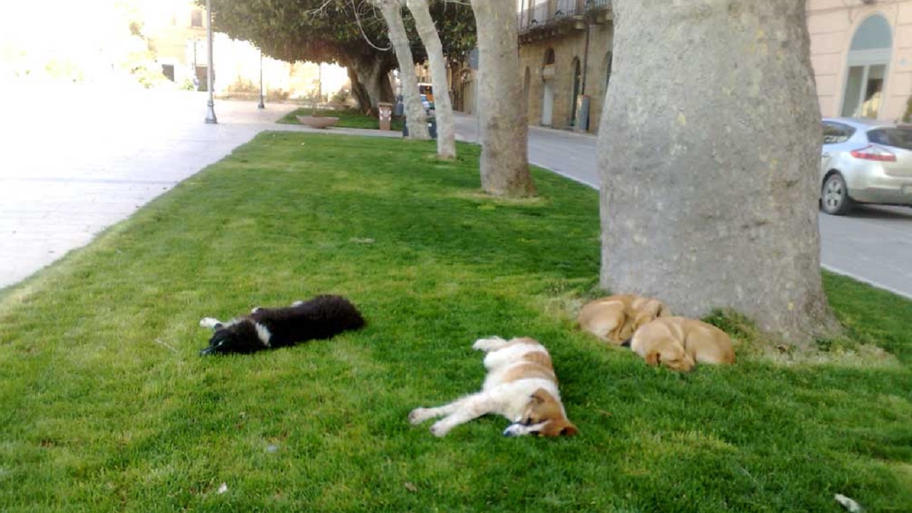cani-randagi-Piazza-Scandaliato