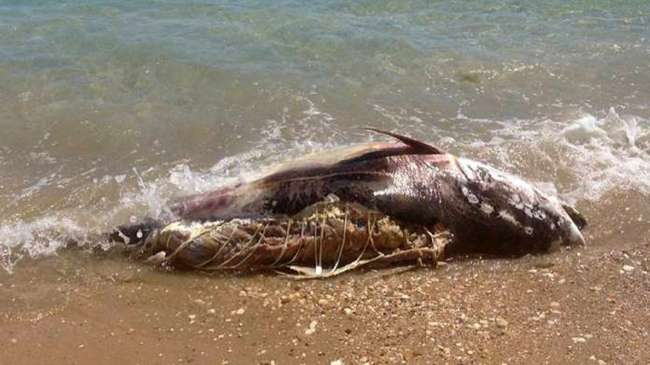 tonno spiaggiato Lido 1280x720