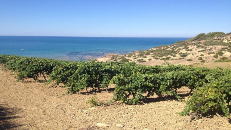 menfi vigneto