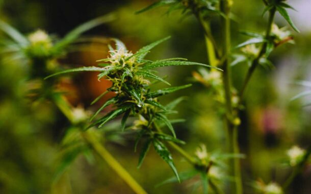 Semi di cannabis: quali possono essere acquistati nel nostro Paese?