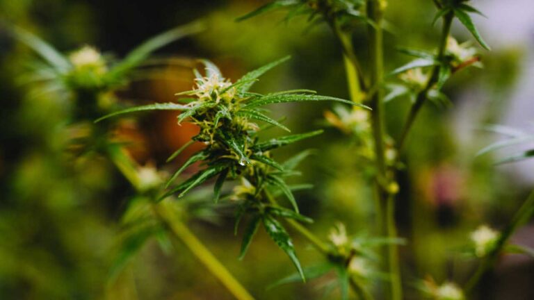 Cannabis
