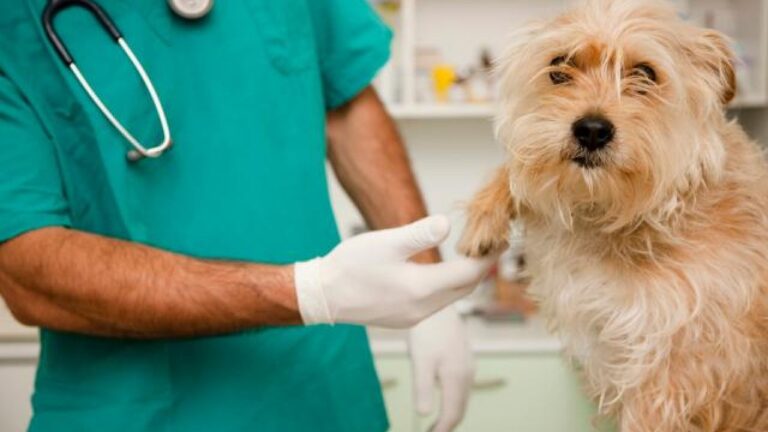 veterinario-1280x720