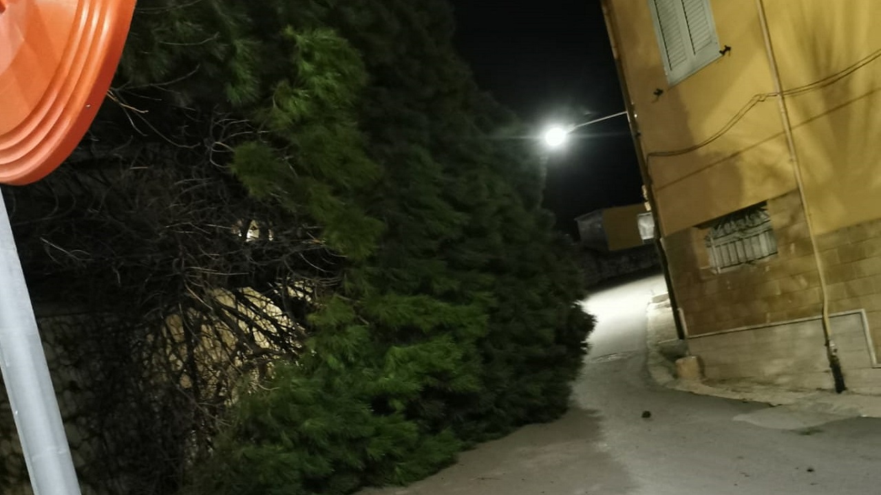 via san paolo albero 2021