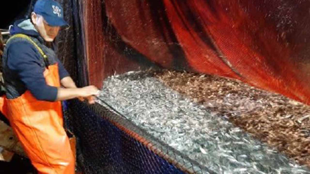 Distretto della Pesca e Crescita Blu sperimentano nuovo tipo di ghiaccio per la  conservazione del pescato <font color=