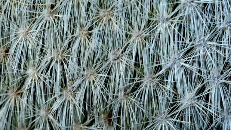 FOTO PEPI
