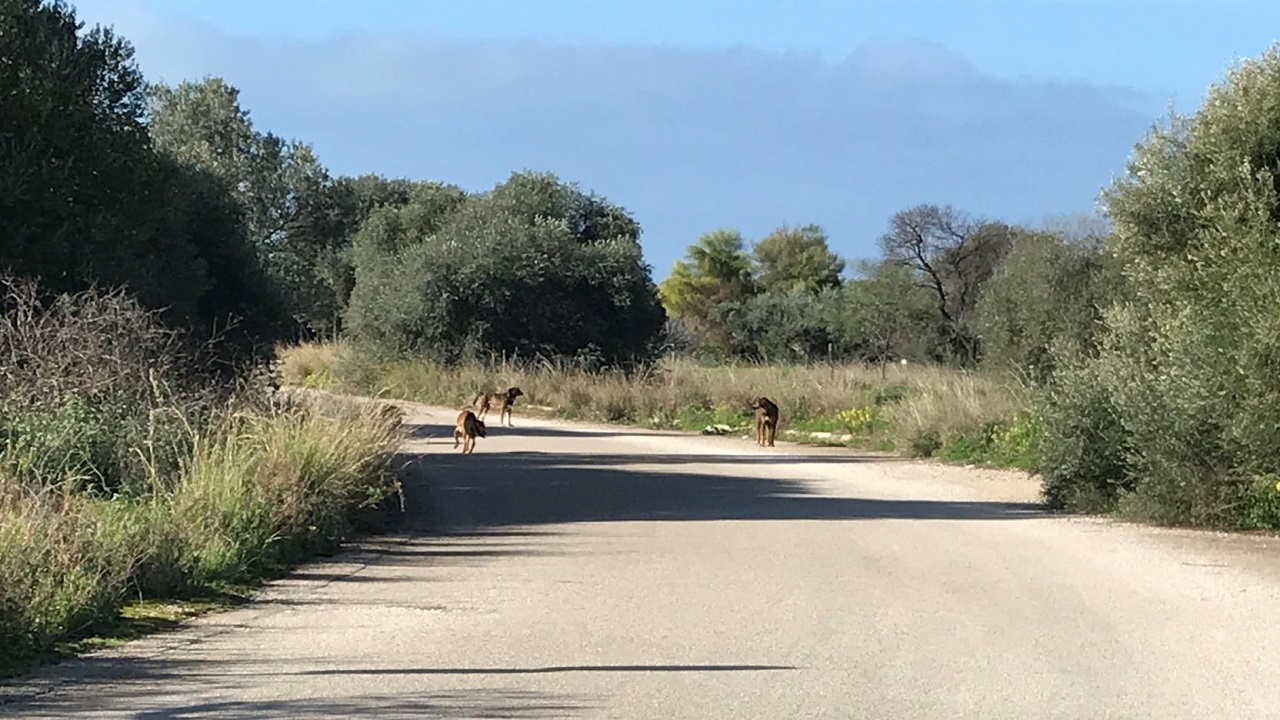 RANDAGI SOVARETO 2021