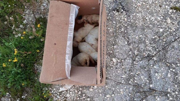 cuccioli abbandonati santa margherita 2021