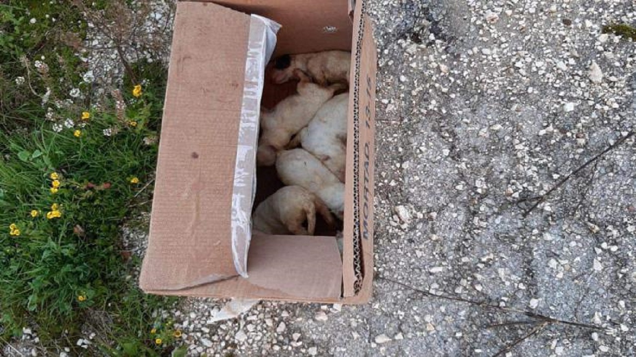 cuccioli abbandonati santa margherita 2021