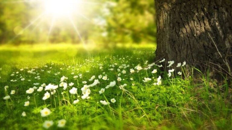 primavera campagna generica