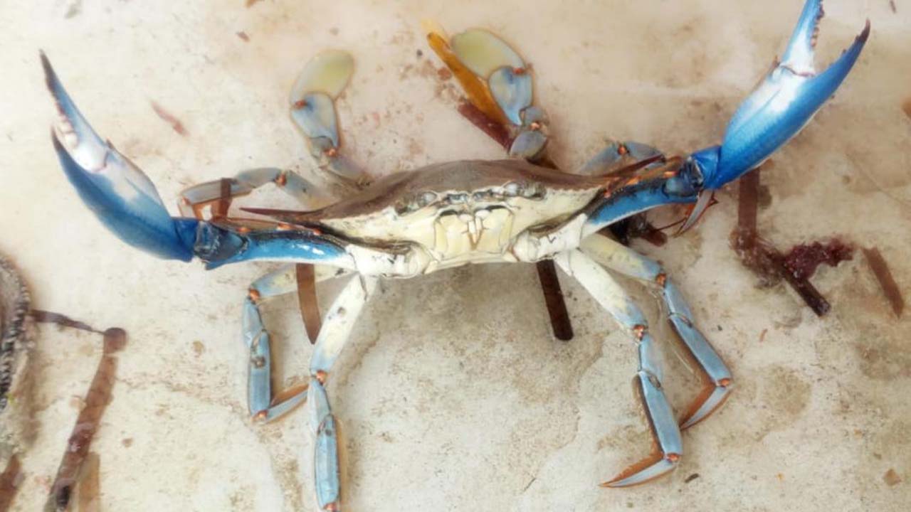Pesca, anche in Sicilia scatta l’allarme per il Granchio Blu - Corriere di Sciacca