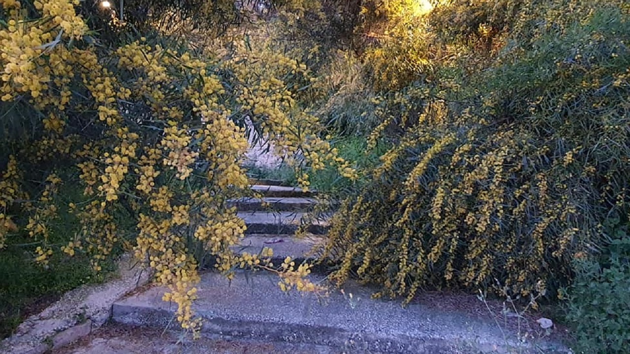 SCALINATA PIAZZA MARINA STERPAGLIE 2021