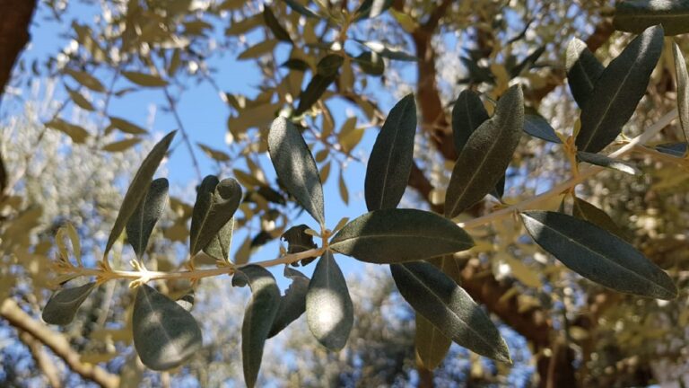 albero ulivo foglie