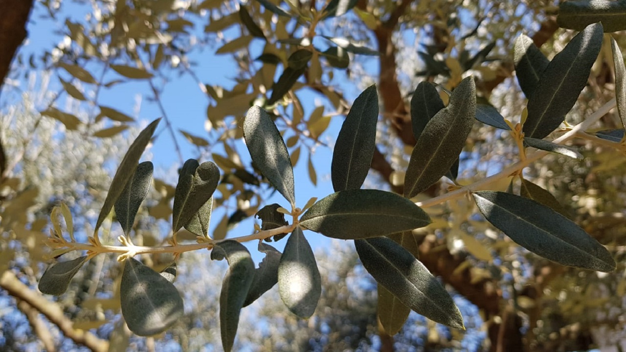 albero ulivo foglie