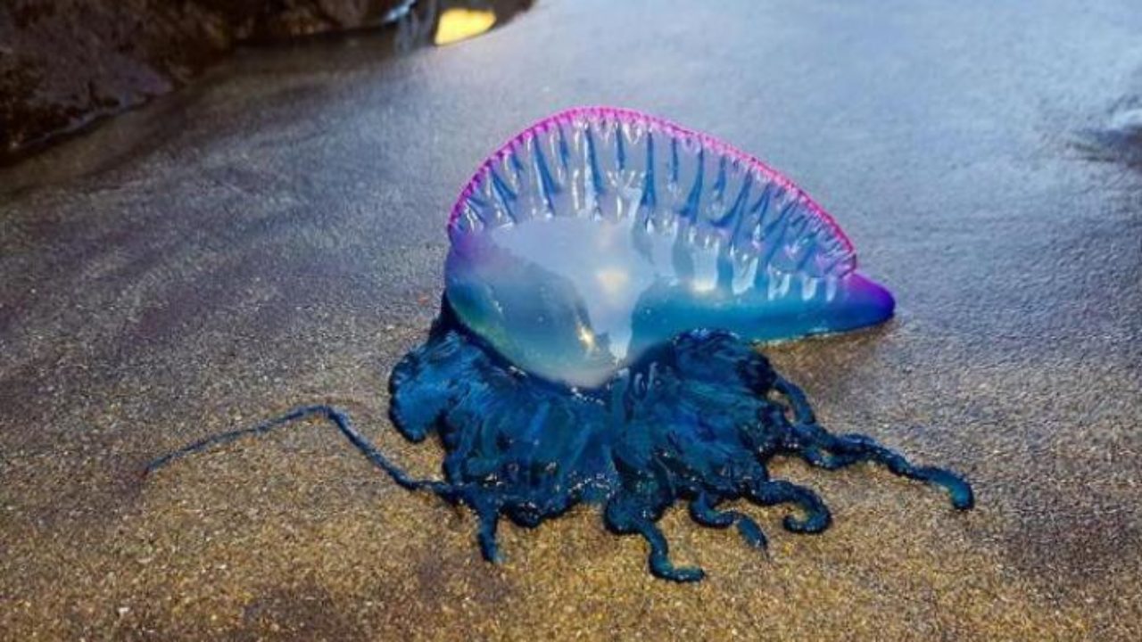 caravella-portoghese-1280x720