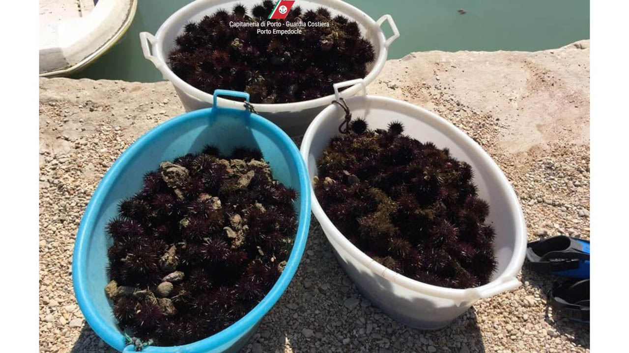 sequestro-ricci-di-mare-2