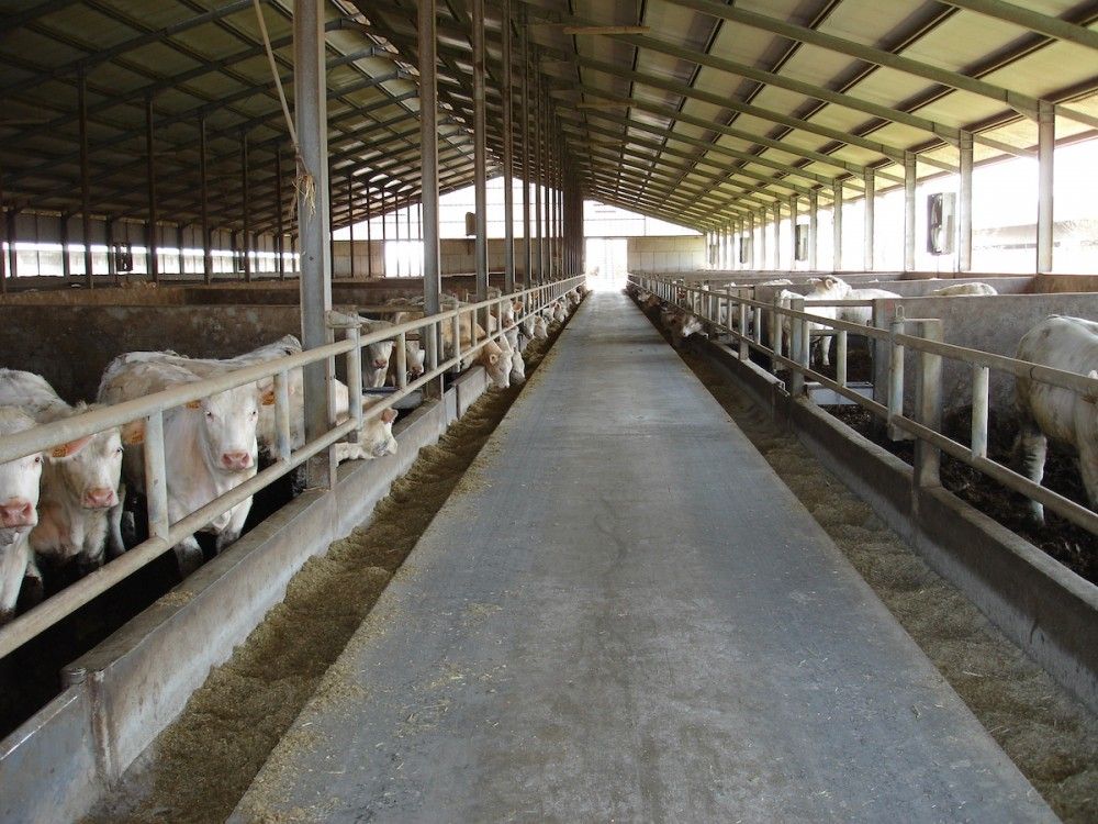Consumo di carne, IntercarneItalia: “Dall’UE un questionario tendenzioso”