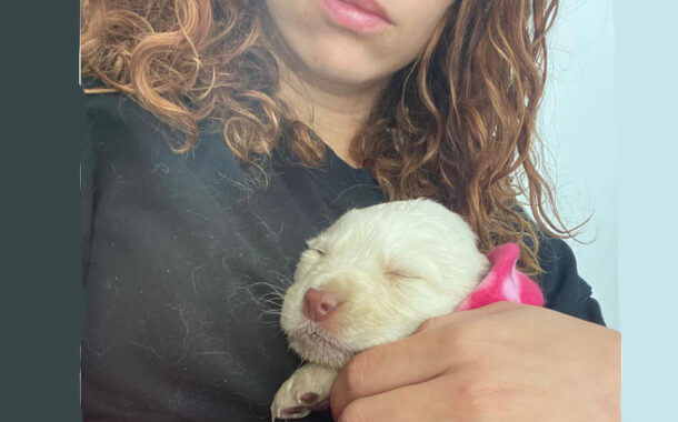 Menfi, cucciolo di cane lanciato dall'auto in corsa