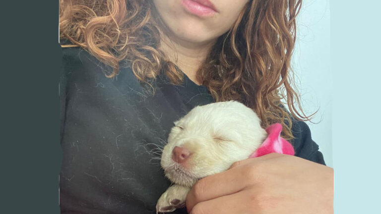 cagnolino cucciolo