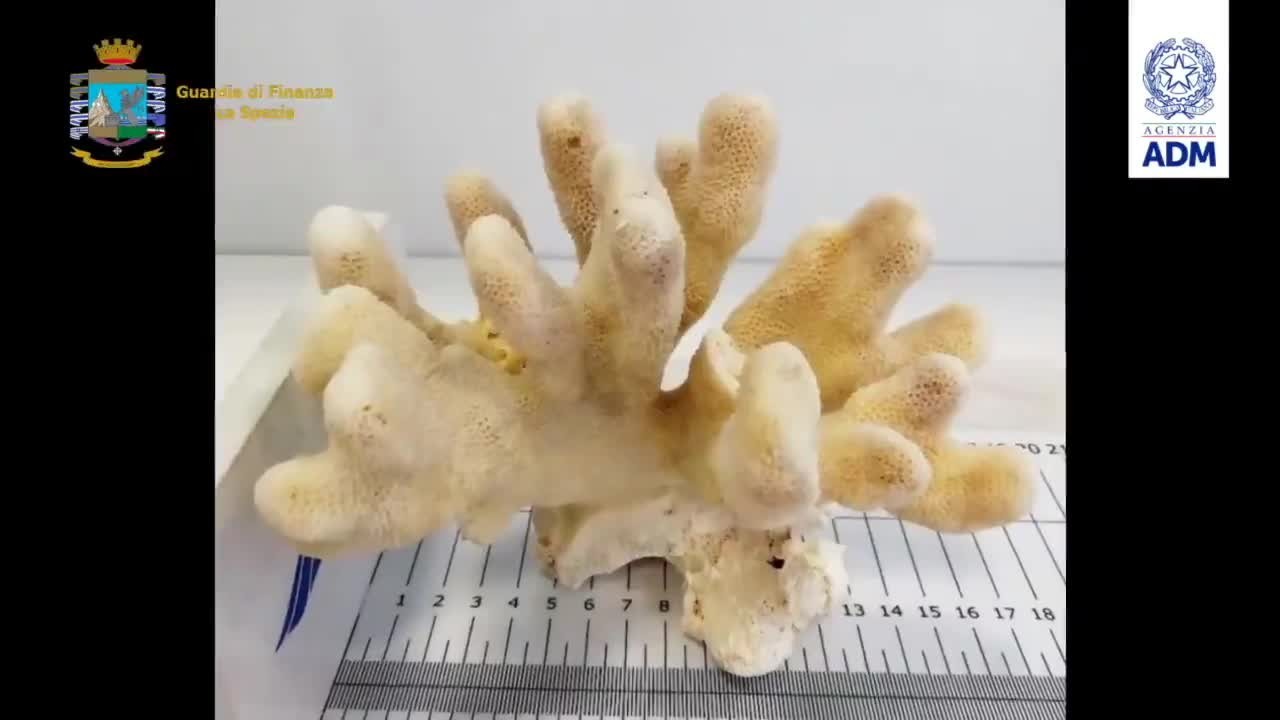 kep7jga51brrpkobr962vldo