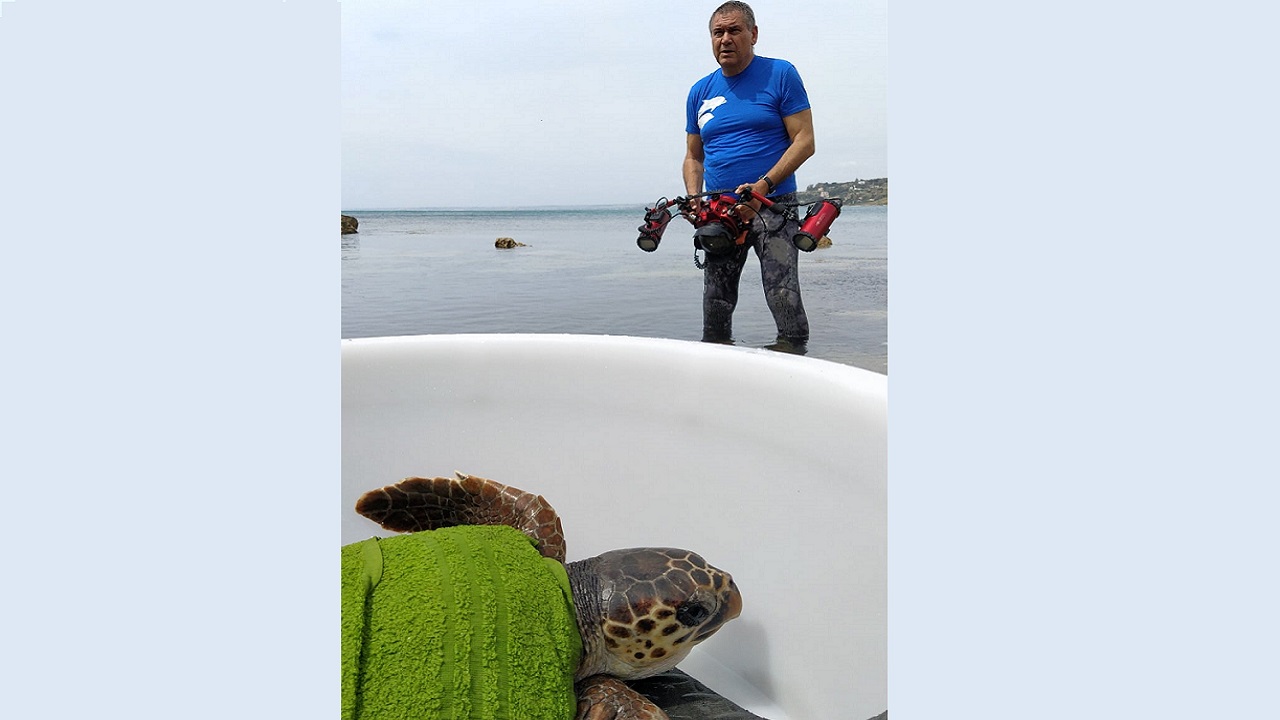 tirnetta tartaruga 2021