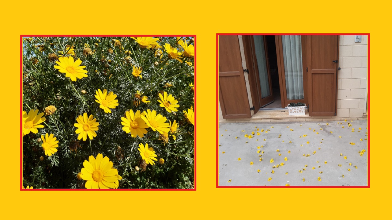 FIORI MAGGIO MARGHERITE