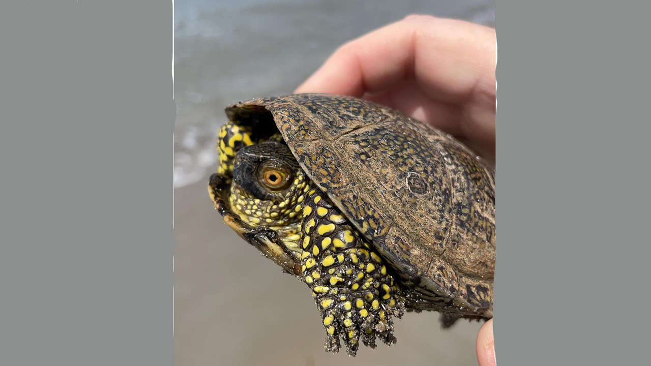 Tartaruga palustre Sciacca 1280x720