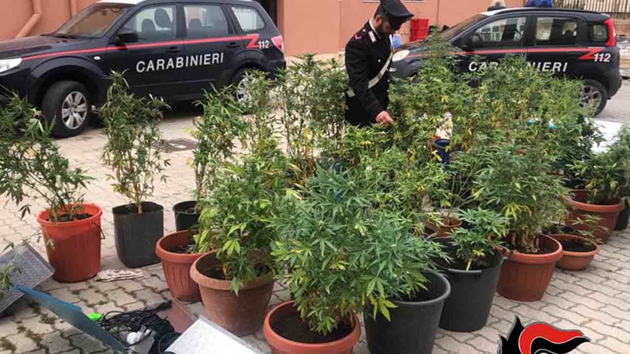 Pantelleria, coltiva canapa indiana a casa, arrestato 36enne