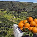 Siccità e clima, “Situazione da monitorare per l’Arancia di Ribera Dop. Decisive le prossime settimane”