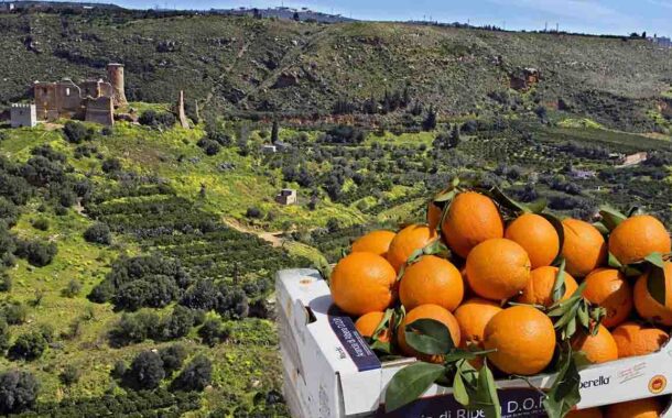 Da domani l’Arancia di Ribera D.O.P. nella Grande distribuzione del Lazio. Le caratteristiche a beneficio della salute