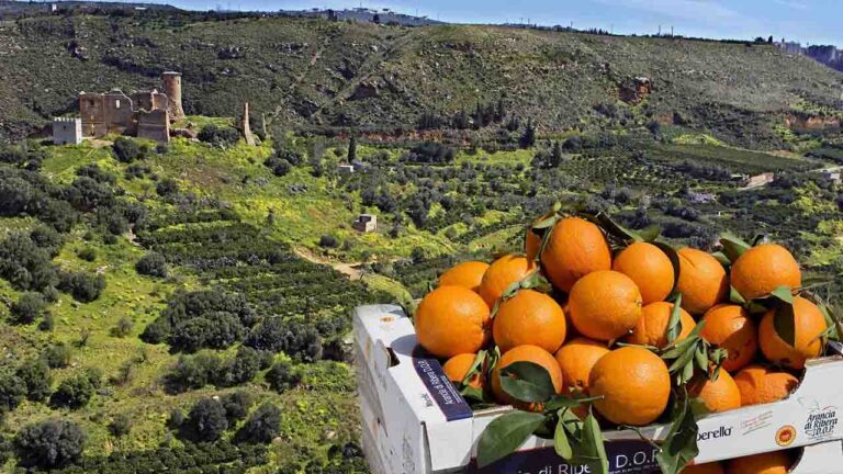 1 Arancia di Ribera DOP - promo 2020