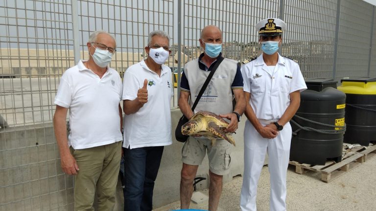 Tartaruga liberata in mare 1