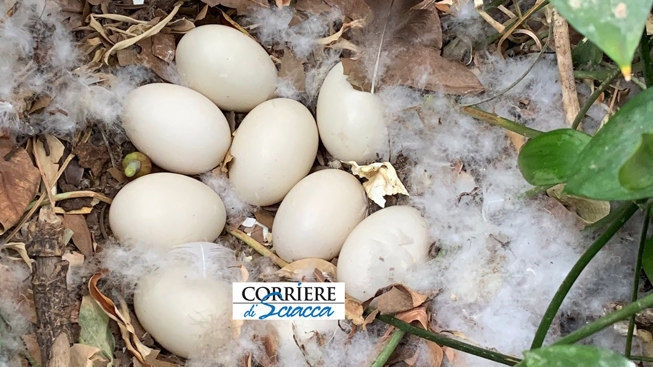 UOVA ANATRA VILLA COMUNALE 1280X720