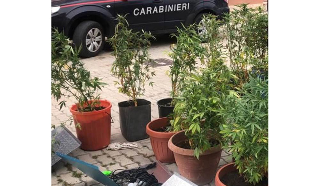 pantelleria droga piante Pantelleria