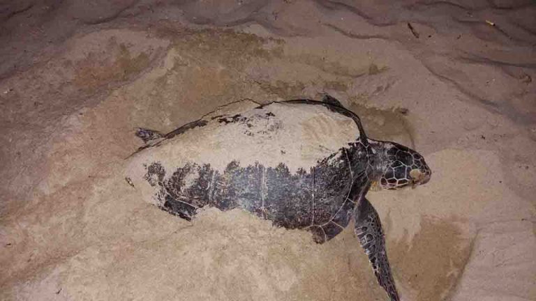 WWF NIDIFICAZIONE TARTARUGHE A SAN MARCO 3