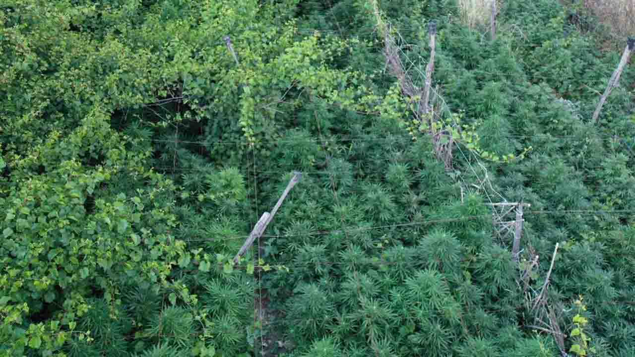 droga piantagione canicattì 4