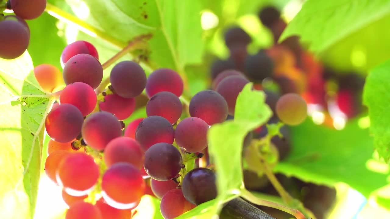 xlgrpa9n0zermj7y4vm28d13