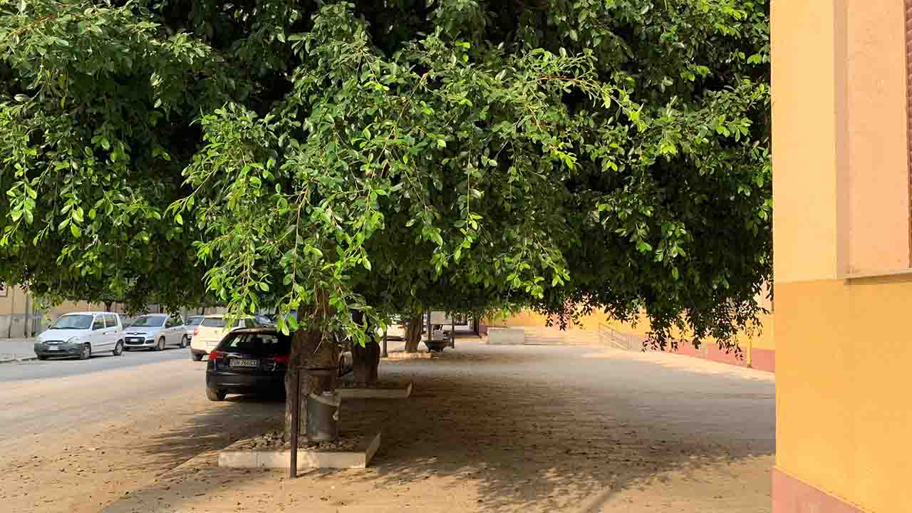 Albero scuola Sant'agostino 1280x720