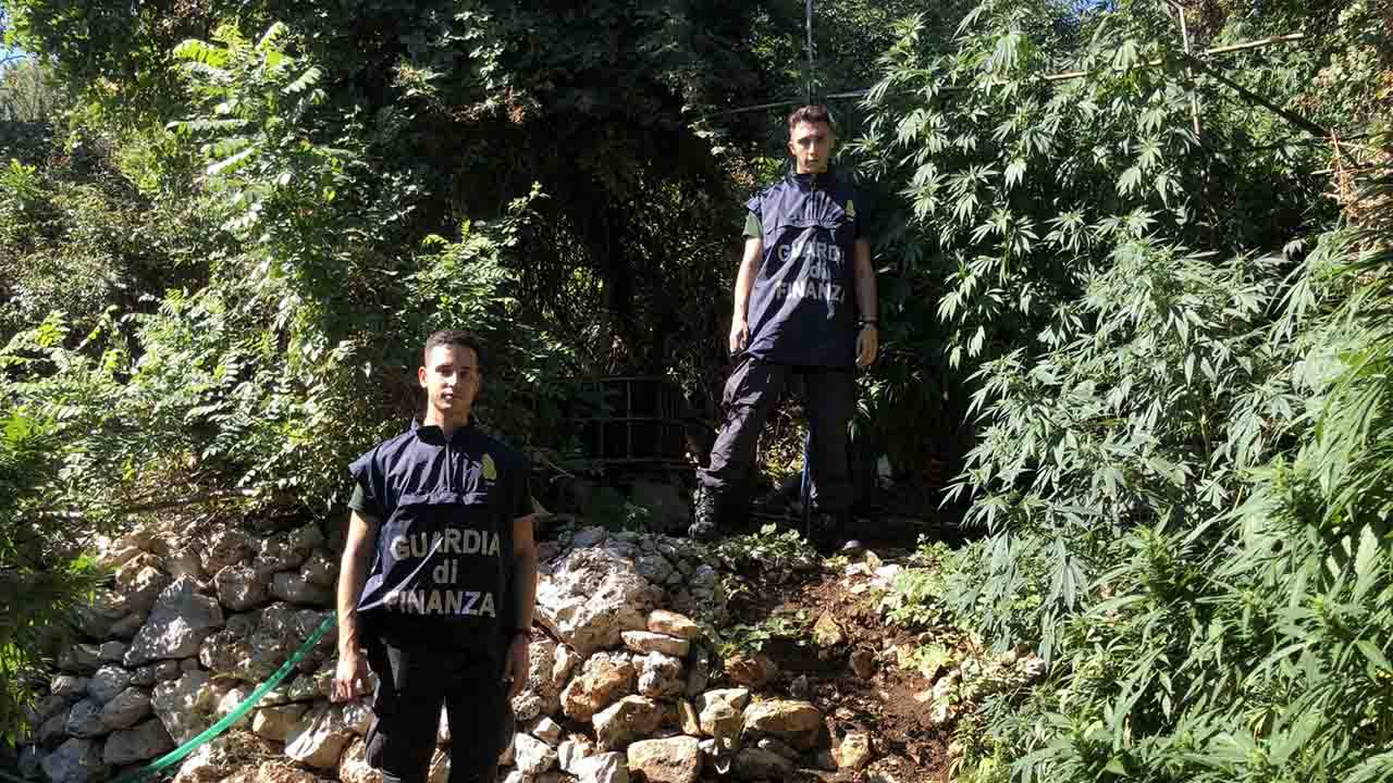 Guardia Finanza piantagione droga Carini