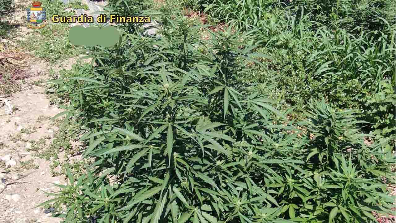 Guardia Finanza piantagione droga