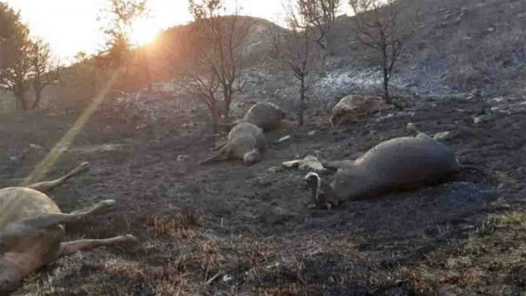Incendio Ganci bosco