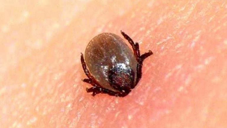 zecca
